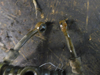 2001 Yamaha Raptor 660 Front Brake Lines