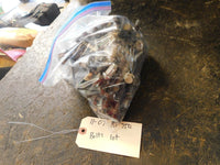 2007 Kawasaki Brute Force 750 Bolts Lot